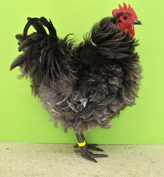 Farben der Strupphühner